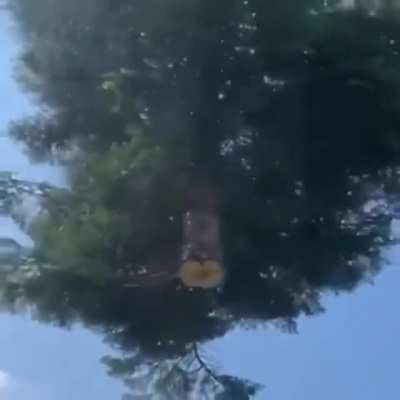 Wtf