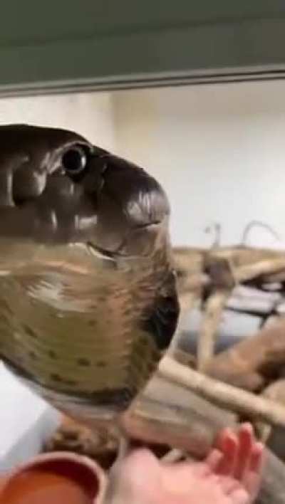 King Cobra being curious
