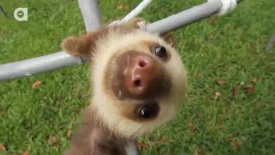 Baby Sloth