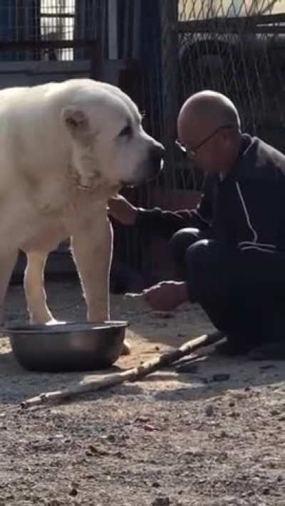 Have you ever seen a Huge Dog before?