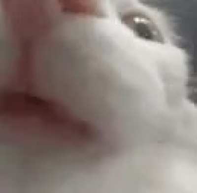 this cat is funny 1 if you agree