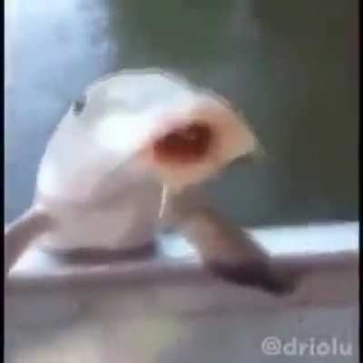 fish
