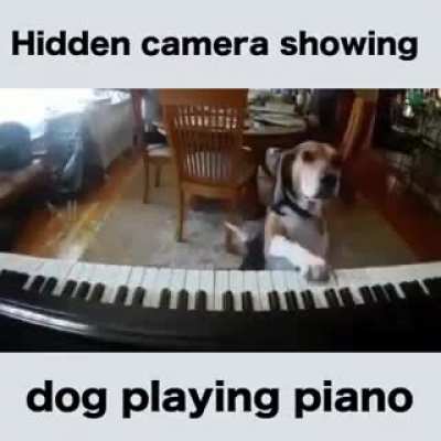 When a dog has more skills playing a piano than you 🐶