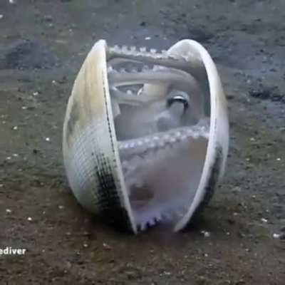 Octopus hiding in an empty shell