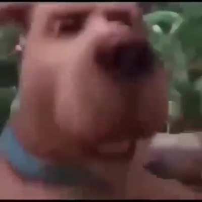 Scooby?
