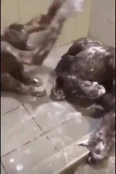 Macaco tomando banho fds