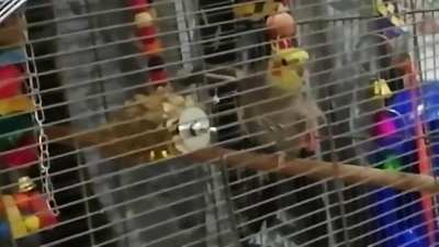 Megalovabirb