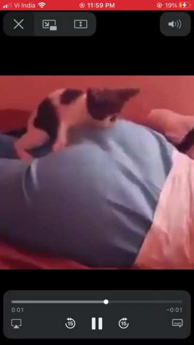 cat