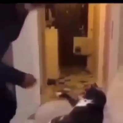Al gatino