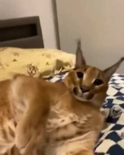shocked