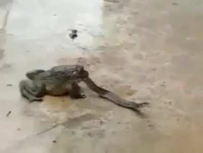 Serpent tongued toad