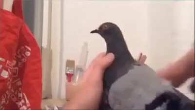 PIDGEON