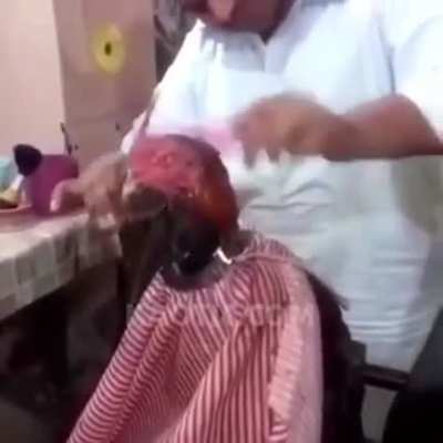 Ahora mi pasión es subir videos de animales en el peluquero xd