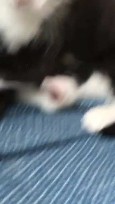 My cat (when he was still little) tapping the air while sitting on top of his sister