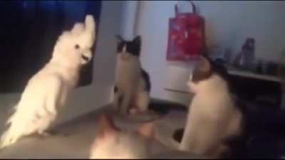 Hello my fellow felines