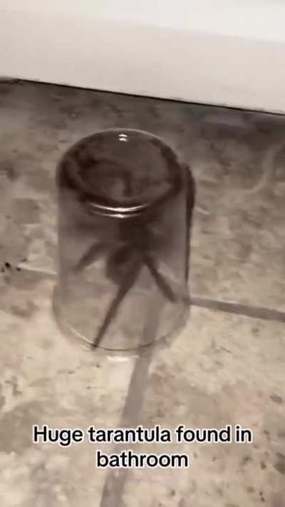 Maior que meu cachorro