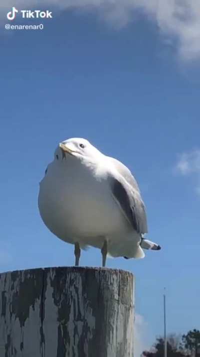 a aa aaA AAAAAA