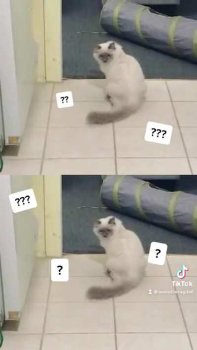Did I adopt a cat or dog?