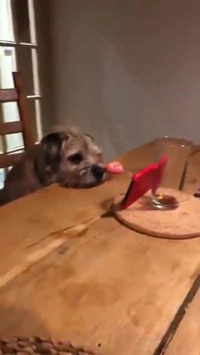 Dog caught watching....