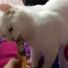 Poor cat