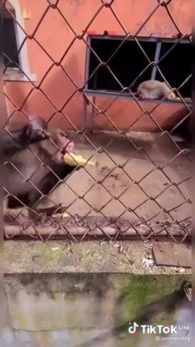 macaco fico puto
