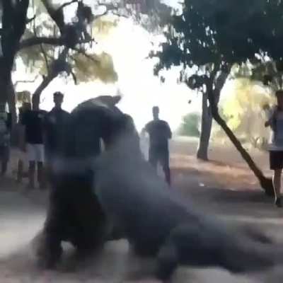 🔥 Massive Komodo dragons fighting
