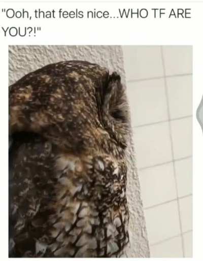 Owl go “ah”
