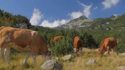 Cows Zoom Background - download link in comments
