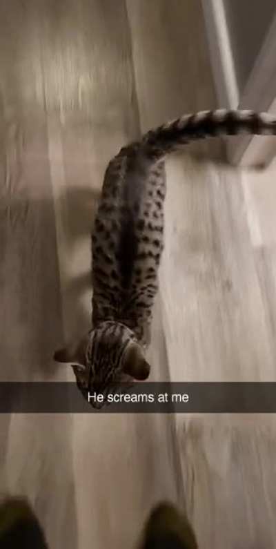 My new kitty is noisy
