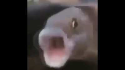 pogácsahal.mp4