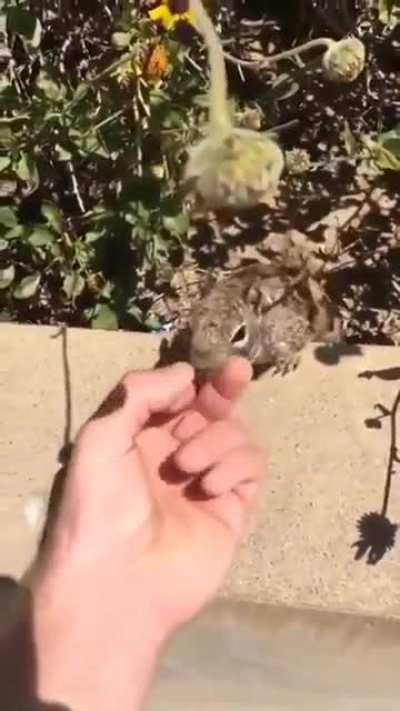 Nuts to you