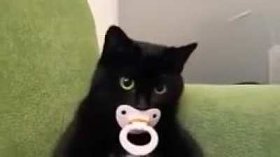 Zy: Quem estiver interessado em ser meu gato aí, mande um e-mail para zygato@gmail.com Eu: