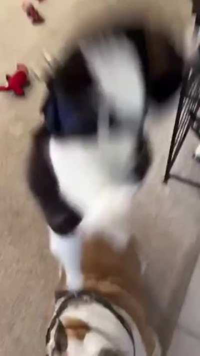 Super startled