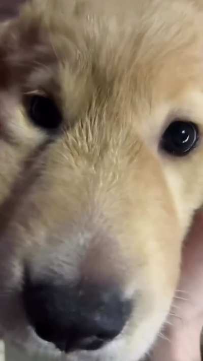 Such a Cute Doggy Face 😍 - Do You Agree?