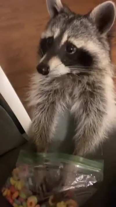 Shut up I'm hungry