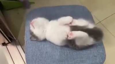 Purrfect ...