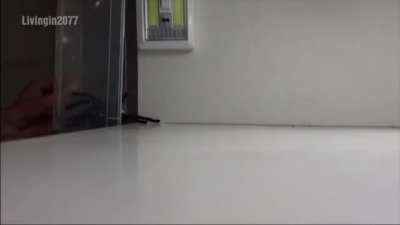 The art of catching a spider