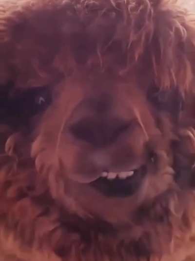 Alpaca having a snack