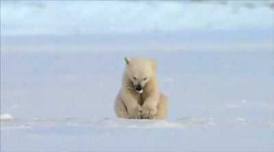 Seal scares baby polar bear