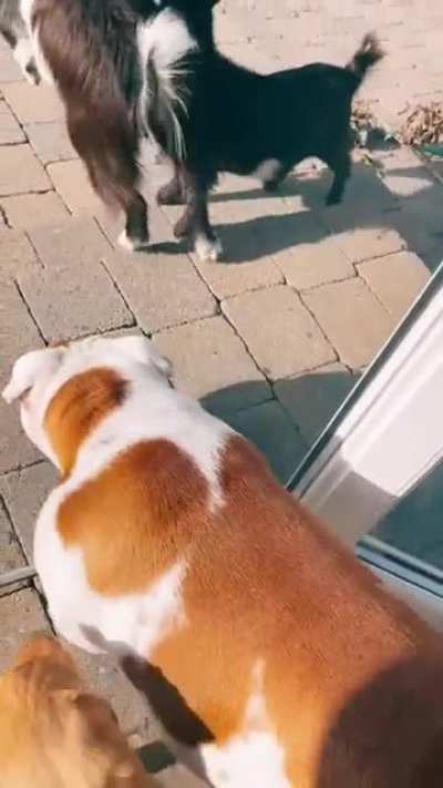 Everyone's gangsta until the bulldog shows