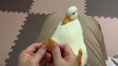 ¿Cómo era; domingo de patos o de patas?
