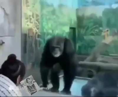 Reject Humanity, Return to Monke