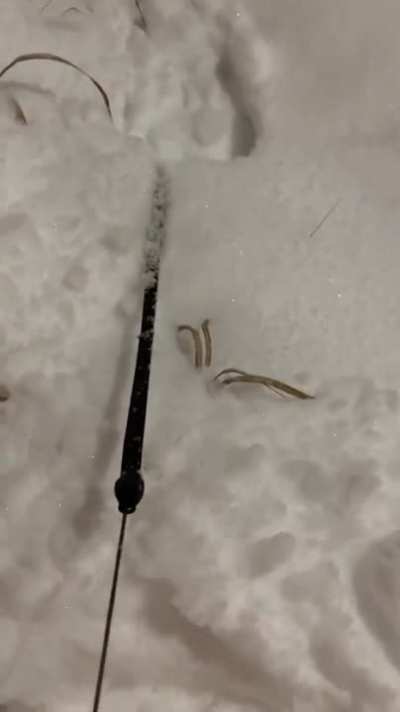 Why get a snowblower when you got this bad boy instead?