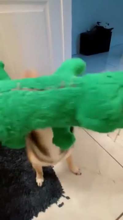 Собака с крокодилом