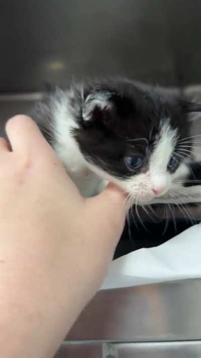 I adopted the lil white one, then this tuxedo adopted me. I’m keeping them both.