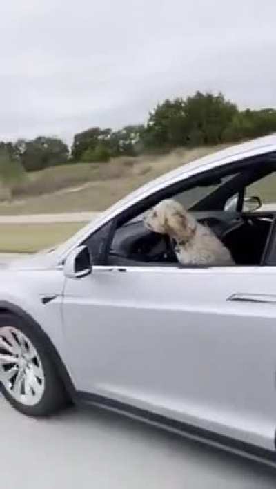 sometimes you don't want going out and your dog does.. so you use the car..