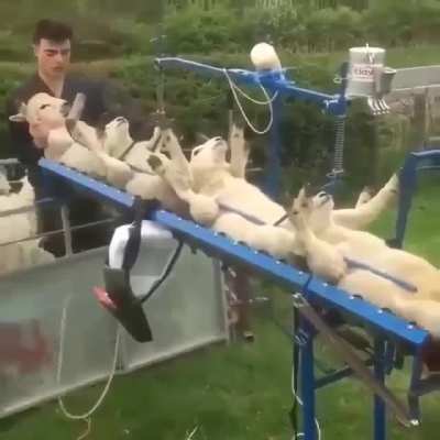 Vaccinating sheep