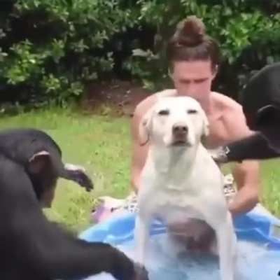 Toca bañar al perro