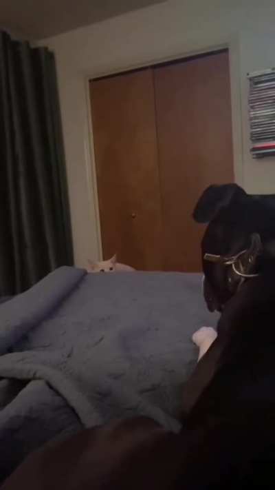My dog's job is to protect me from the evil cat