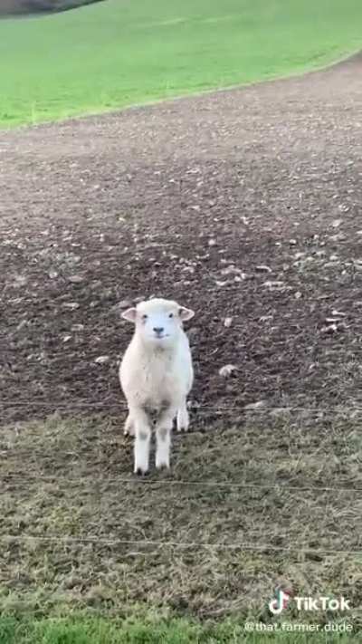 I hope this sheep makes your day a bit better :)